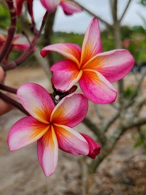 Plumeria - Mabela